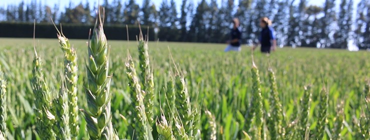 Cereal Seed Research & Agronomy